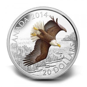 canada-bald-eagle-koloriert