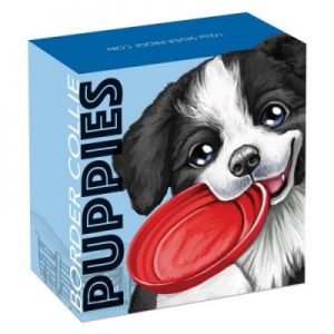 puppies-border-collie-half-oz-silber-koloriert-shipper