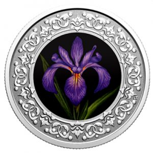 floral-emblems-of-canada-schwertlilie-silber-koloriert