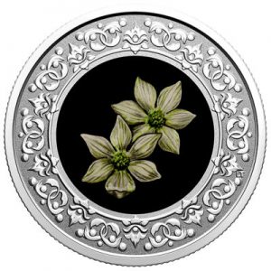 floral-emblems-of-canada-blumenhartriegel-silber-koloriert