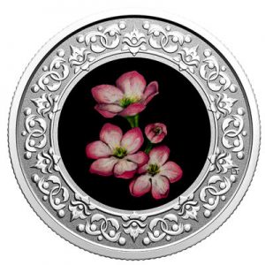 floral-emblems-of-canada-mayflower-silber-koloriert