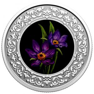 floral-emblems-of-canada-prairie-crocus-silber-koloriert