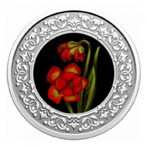 floral-emblems-of-canada-kannenpflanze-silber-koloriert