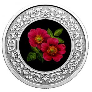 floral-emblems-of-canada-wild-rose-silber-koloriert