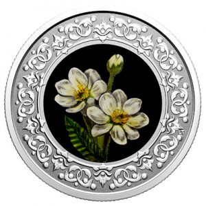 floral-emblems-of-canada-silberwurz-silber-koloriert