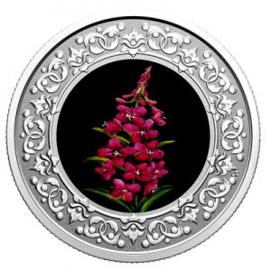 floral-emblems-of-canada-fireweed-silber-koloriert