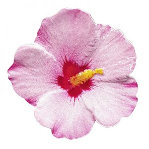 blumenserie-hibiskus-1-oz-silber-koloriert