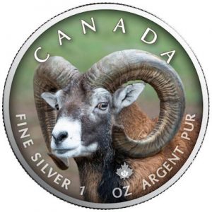 maple-leaf-wildlife-bighorn-sheep-1-oz-silber-koloriert